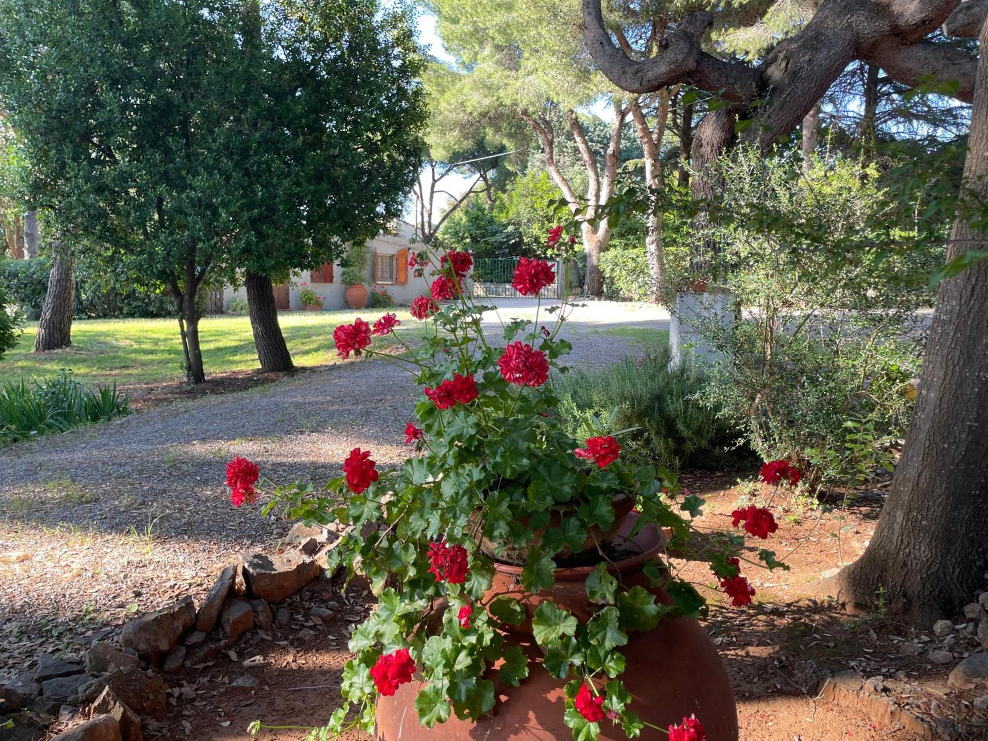 Agriturismo Podere Campalto Campiglia Marittima Esterno foto