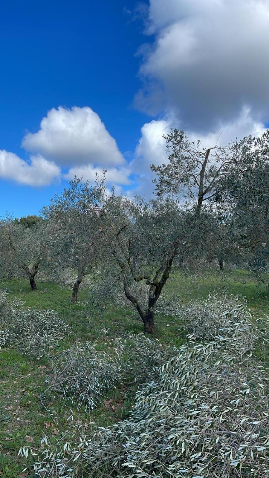 Agriturismo Podere Campalto Campiglia Marittima Esterno foto
