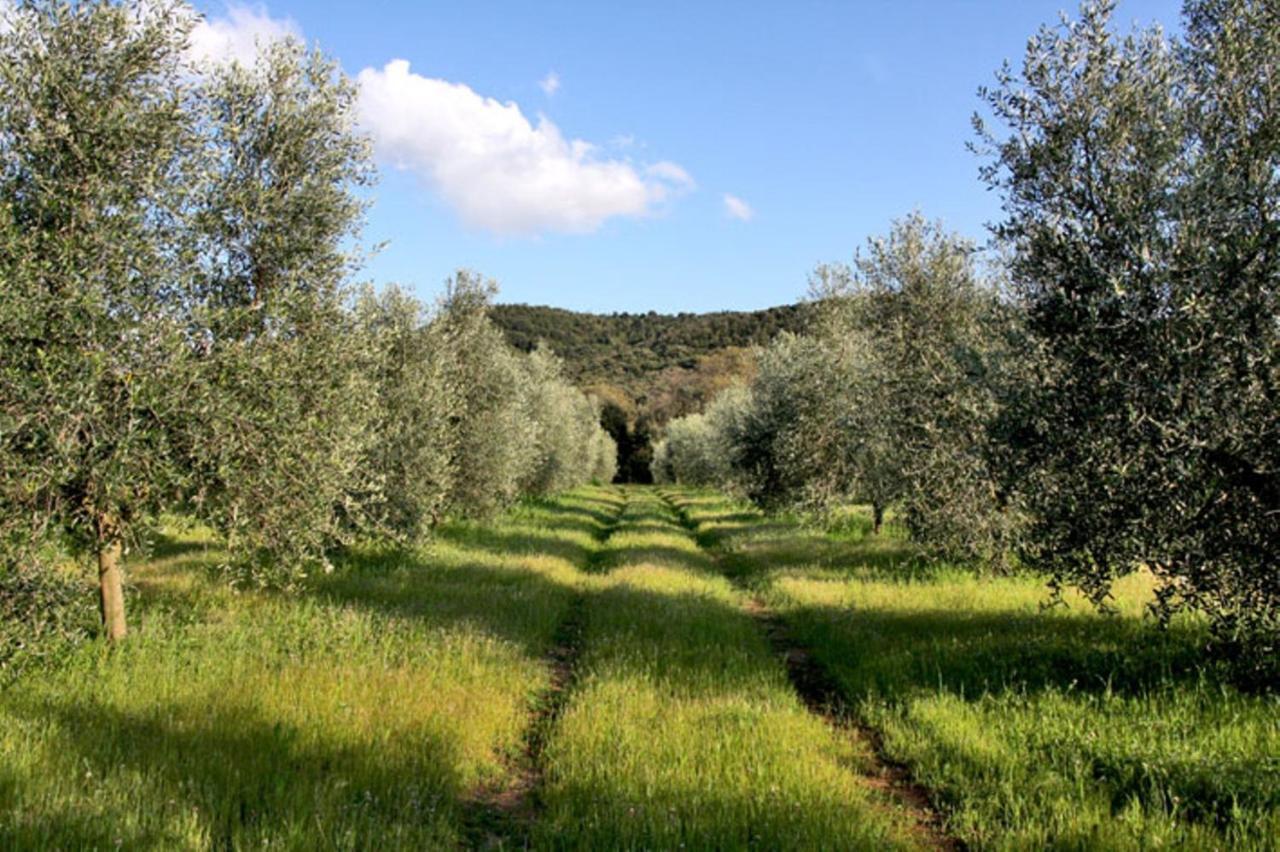 Agriturismo Podere Campalto Campiglia Marittima Camera foto